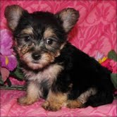 adorable yorkie puppies for home adoption