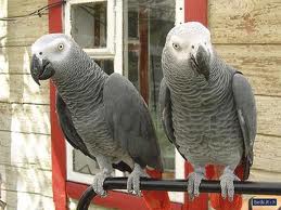 beautiful and lovely african grey paroots for a sweet home.