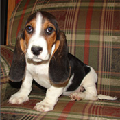 beautiful basset hound puppies for a caring home