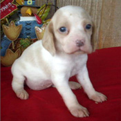 beautiful and cute beagle puppies ready for a new home