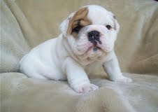 lovely and cute english bulldog puppies