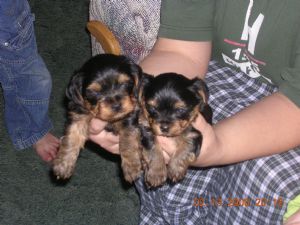 Free  Tea cup Yorkie puppies for adoption