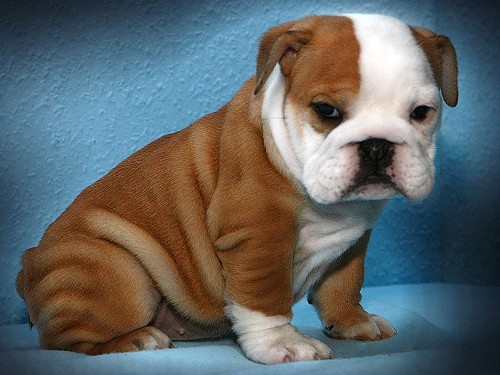 CUTE MALE AND FEMALE ENGLISG BULLDOG PUPPIES FOR ADOPTION