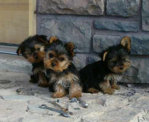 Free Yorkshire Terrier Party Puppies AKC Registered&lt;-Available Now!