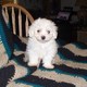 Taecup Male And Female Maltese Puppies For Adoption/Fre