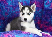 cute blue eyes Siberian husky puppies for adoption