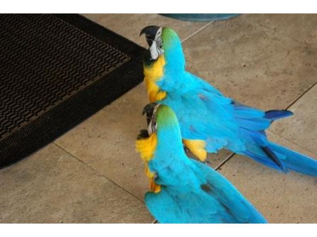 WELL TAMED BLUE AND GOLD PARROTS