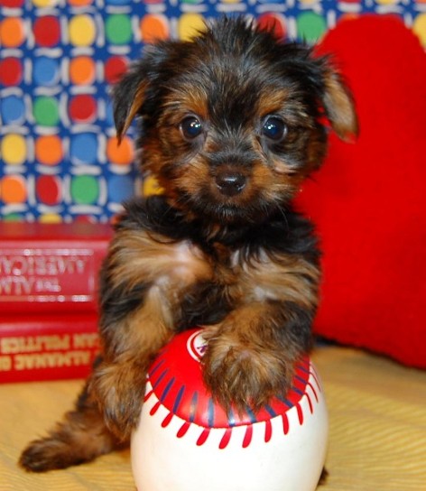 Healthy Female affectionate yorkie puppy for adoption