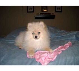 Pomeranian puppies for adoption