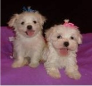 Maltese Puppies