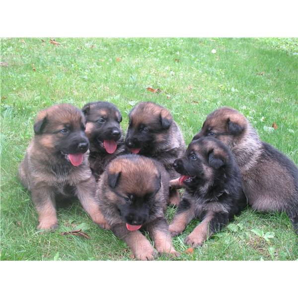 AKC Cute and healthy German Shepherd puppies for new homes