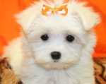 Maltese puppies available to approved homes.