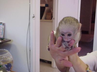 BUY YOUR BIRTHDAY  CAPUCHIN MONKEYs HERE