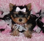 Affectionate Yorkie Puppies For Adoption