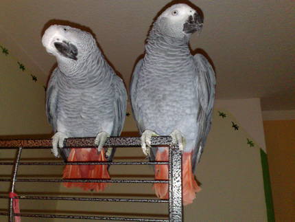 Pair of African Grey Parrots, talkatives and friendly, with big cage