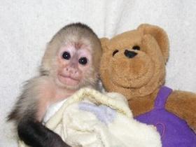 OH MY GOD!!!!! CUTE BABY CAPUCHIN MONEY FOR ADOPTION