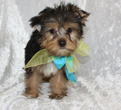 Yorkie Puppies.(dido.white@yahoo.com)