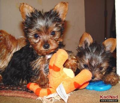 Cute Looking Teacup Yorkie Puppies For Adoption