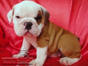 Amazing Male And Female English bulldog Puppies For Adoption