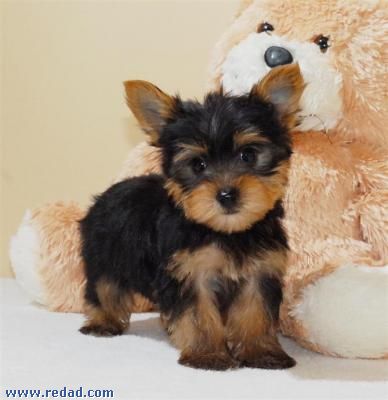 Sweet Lovely Teacup Yorkie Puppies For Adoption (melisahill29@yahoo.com)