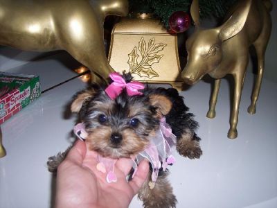 two cute yorkie puppies for adoption