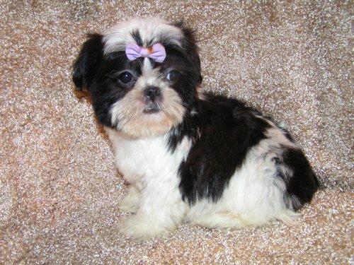 Cute and Adorable Shih Tzu puppies for Adoption