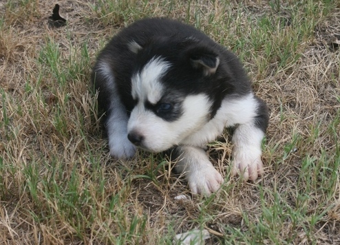 cute lovely siberian husky puppies for lovely home