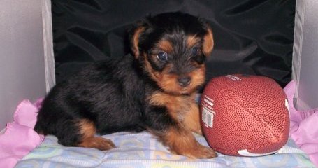 Yorkshire Terrier Puppies For caring home