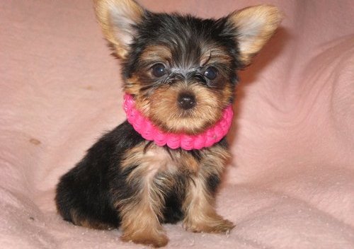 Cute Yorkie Puppies For Sale