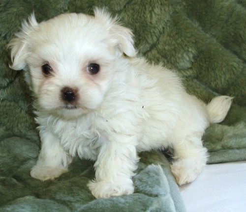 Teacup Maltese Puppies For sale