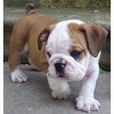 adorable female english bulldog puppy for free adoption