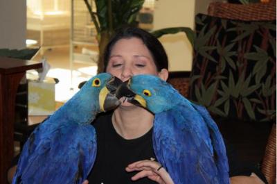 Available male and female Macaw ready to go