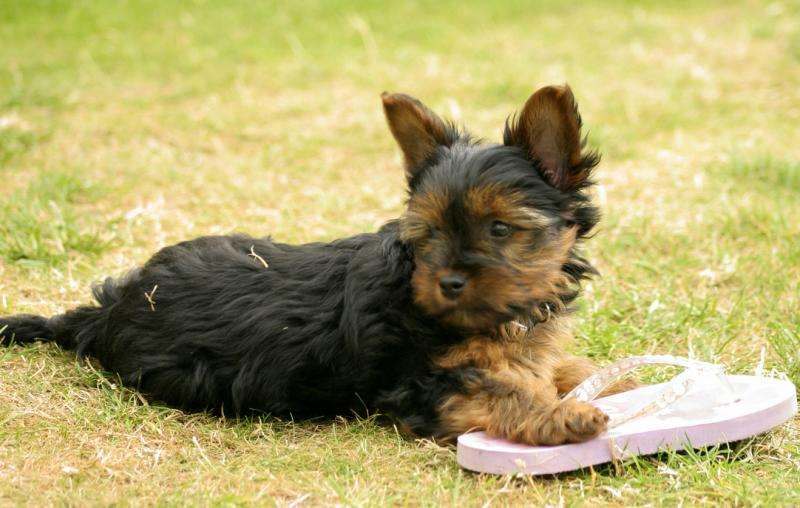 Gorgeous Tiny tea cup Yorkie puppies for adoption