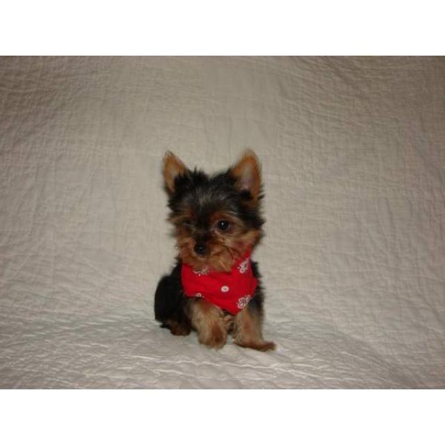 Cute charming and adorable yorkie puppy for free adoption