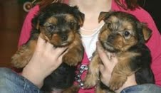 Free Yorkie Puppies To Good Home