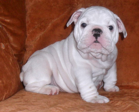 Affectionate pure breed English bulldogs puppies