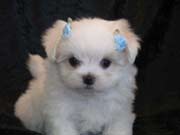 Luxor Maltese puppies are bred with health, sweet temperaments &amp; beauty