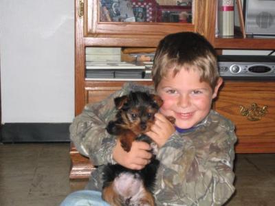 Tiny Teacup Yorkie puppies for adoption