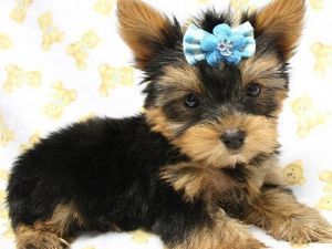 Wow,Cute Yorkie Puppies For Free Adoption