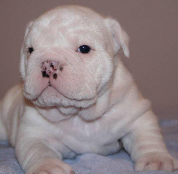 Championed ENGLISH BULLDOG Puppy for adoption = $145