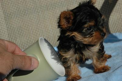 Akc Tea Cup Yorkie Puppy For Adoption