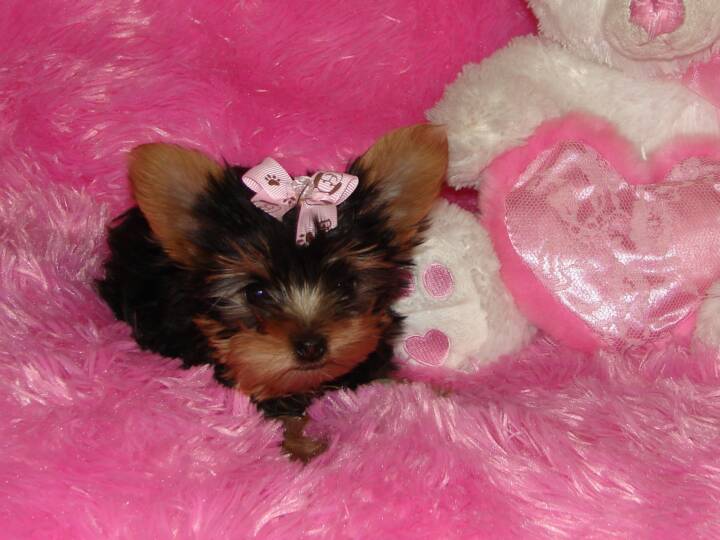 teacup yorkie puppies.