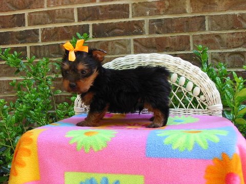 cute and lovely yorkie puppies for adoption to good and loving home.