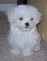 male and female Maltese puppies