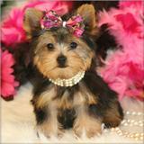 Tiny Wonderful T-Cup Yorkshire Terrier Puppies(AKC REG)