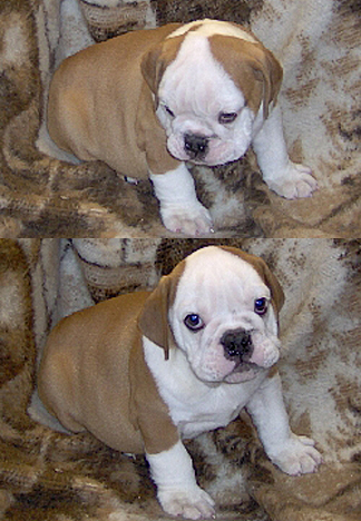 two cute and lovely english bulldog puppies for adoption