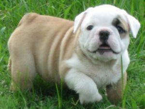 MALE AND FEAMLE ENGLISH BULLDOG PUPPIES FOR ADOPTI