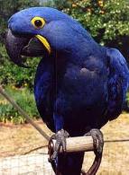 Hyacinth Macaws .