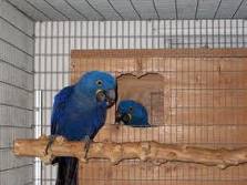 Hyacinth Macaws