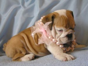 Male And Female English Bulldog puppies For Adoption